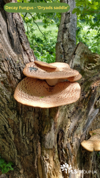 Tree owners have a duty of care to ensure the safety of their property!